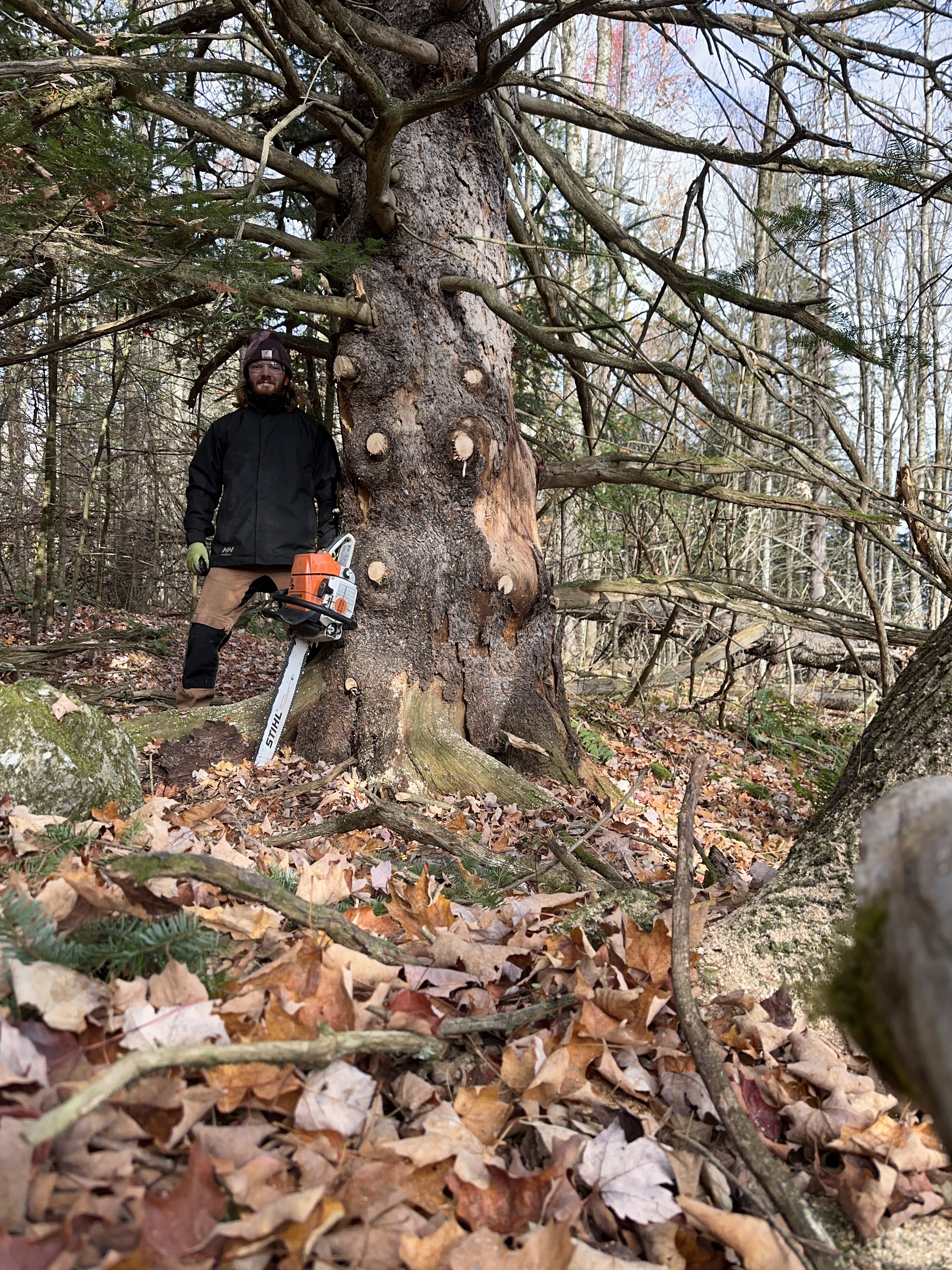 Images Altitude Abattage - Services d'arbres, Élagage, Émondage