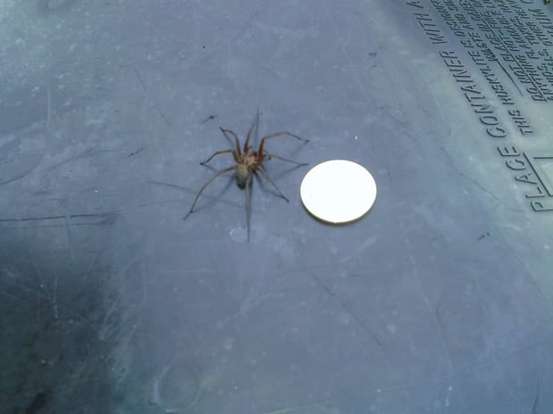 Images Rite Size Pest Control and Moss Removal