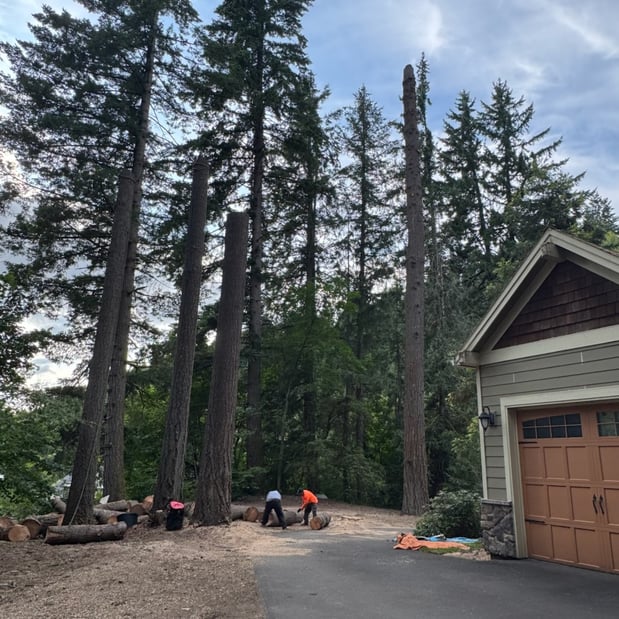 Images Alexa's Tree Service