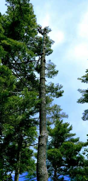 Mendoza Tree Expert Photo