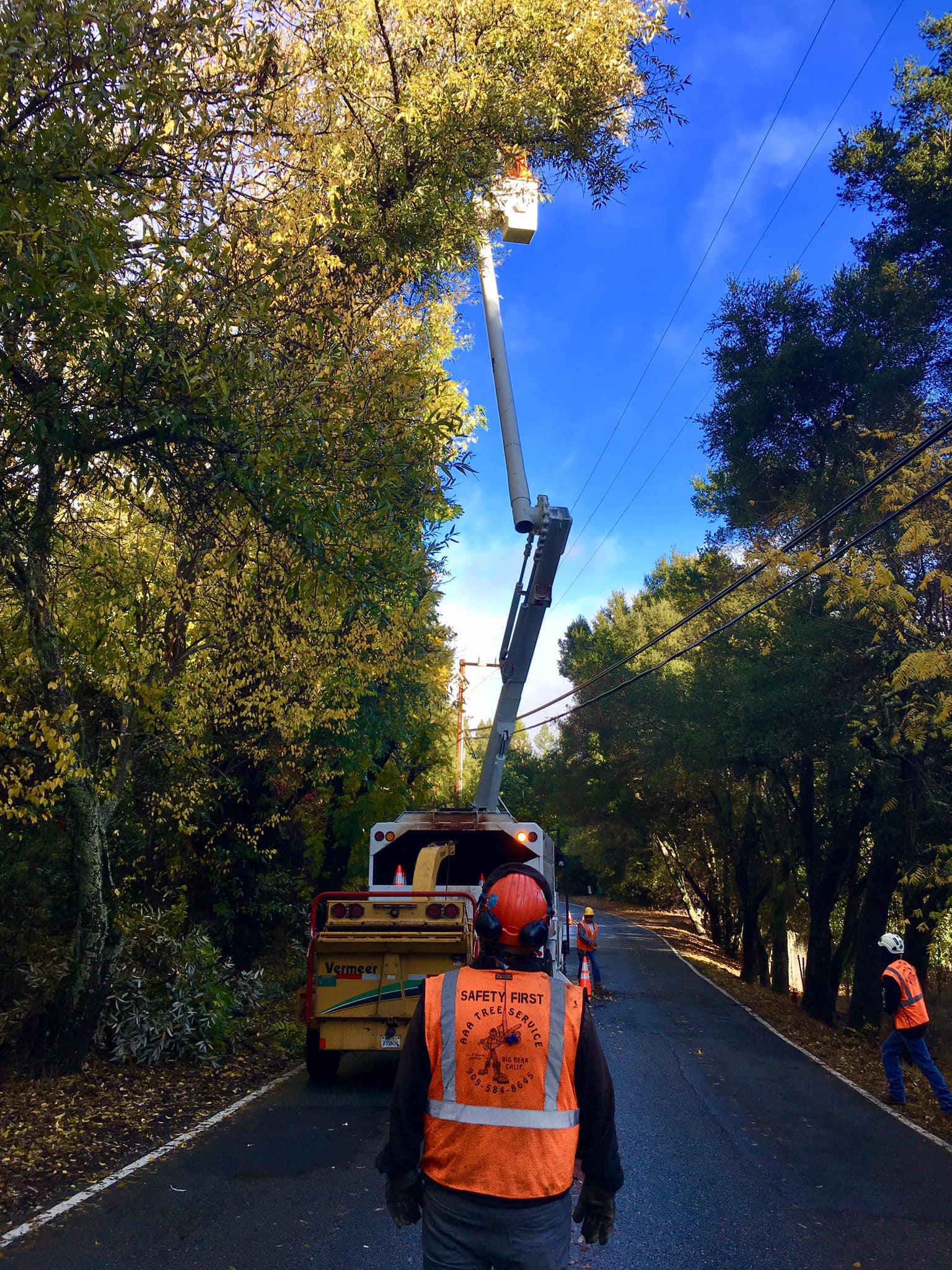 AAA Tree Service Photo