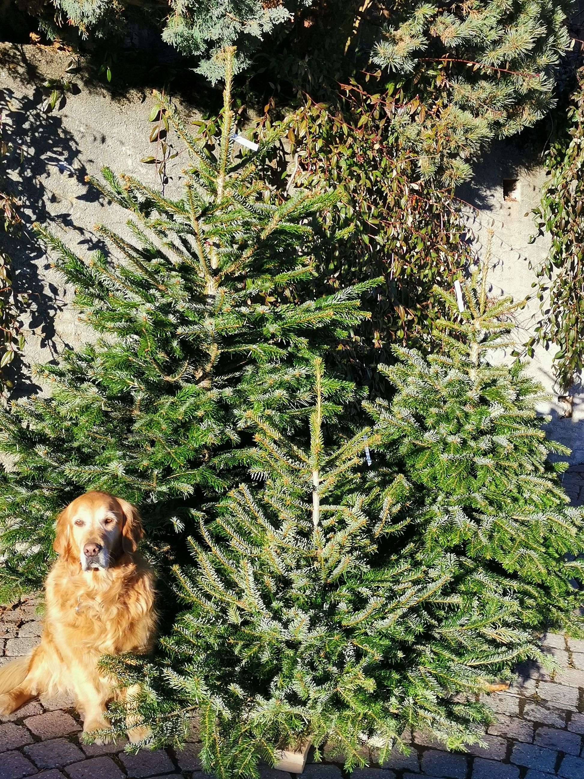 Bilder Oesch Fleurs & Jardins SA