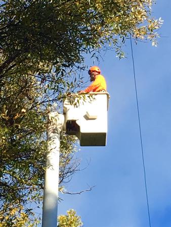 Images AAA Tree Service
