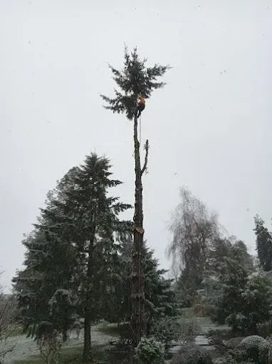 An arborist from Guy Jones, Inc. is seen high atop a tall evergreen tree during a snowy day, carefully performing tree removal work using safety gear amidst a wintery landscape.