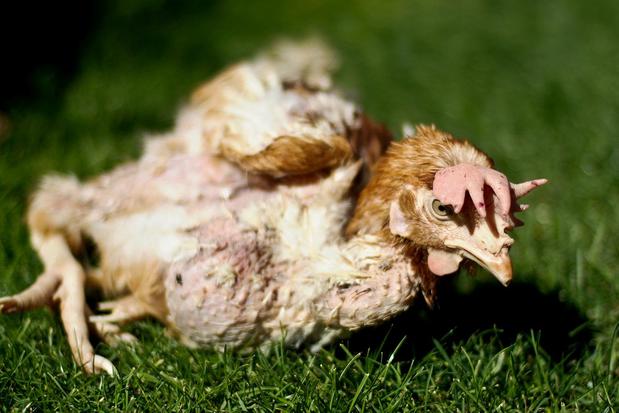 Images Animal Equality