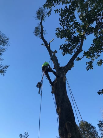 Images Klimb Pro Expert Tree Care