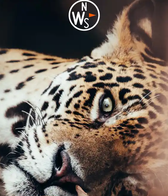 Images Natural World Safaris Ltd