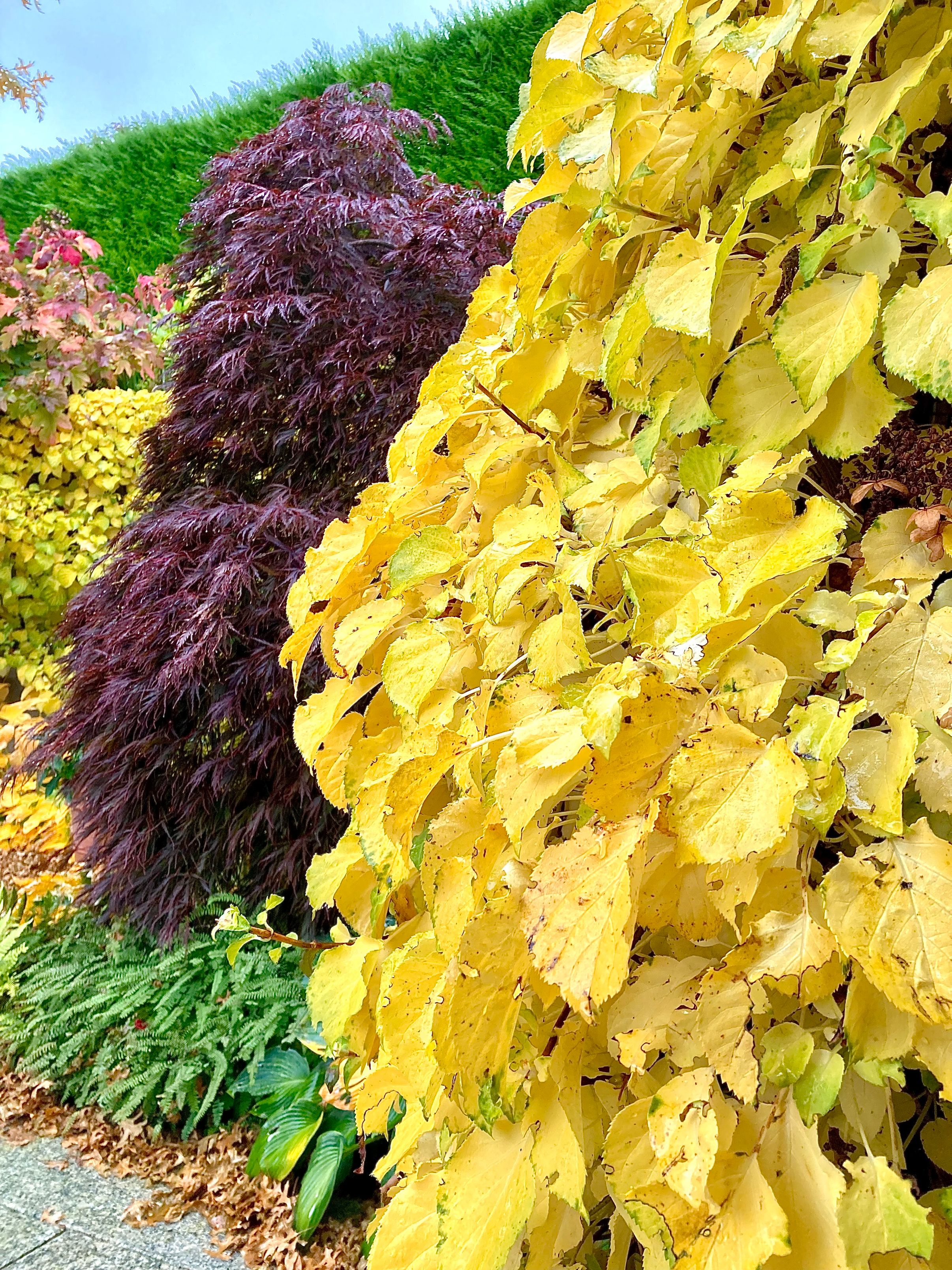 Bilder zehnder-garten GmbH