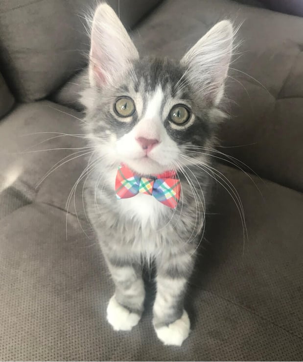 Images Melrose La Brea Animal Hospital