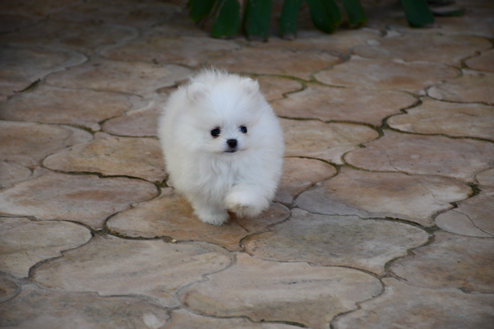 Images Olimpo De Zeus