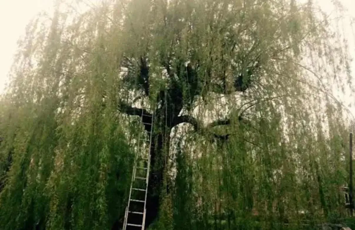 Images Tree Doctors & Landscaping