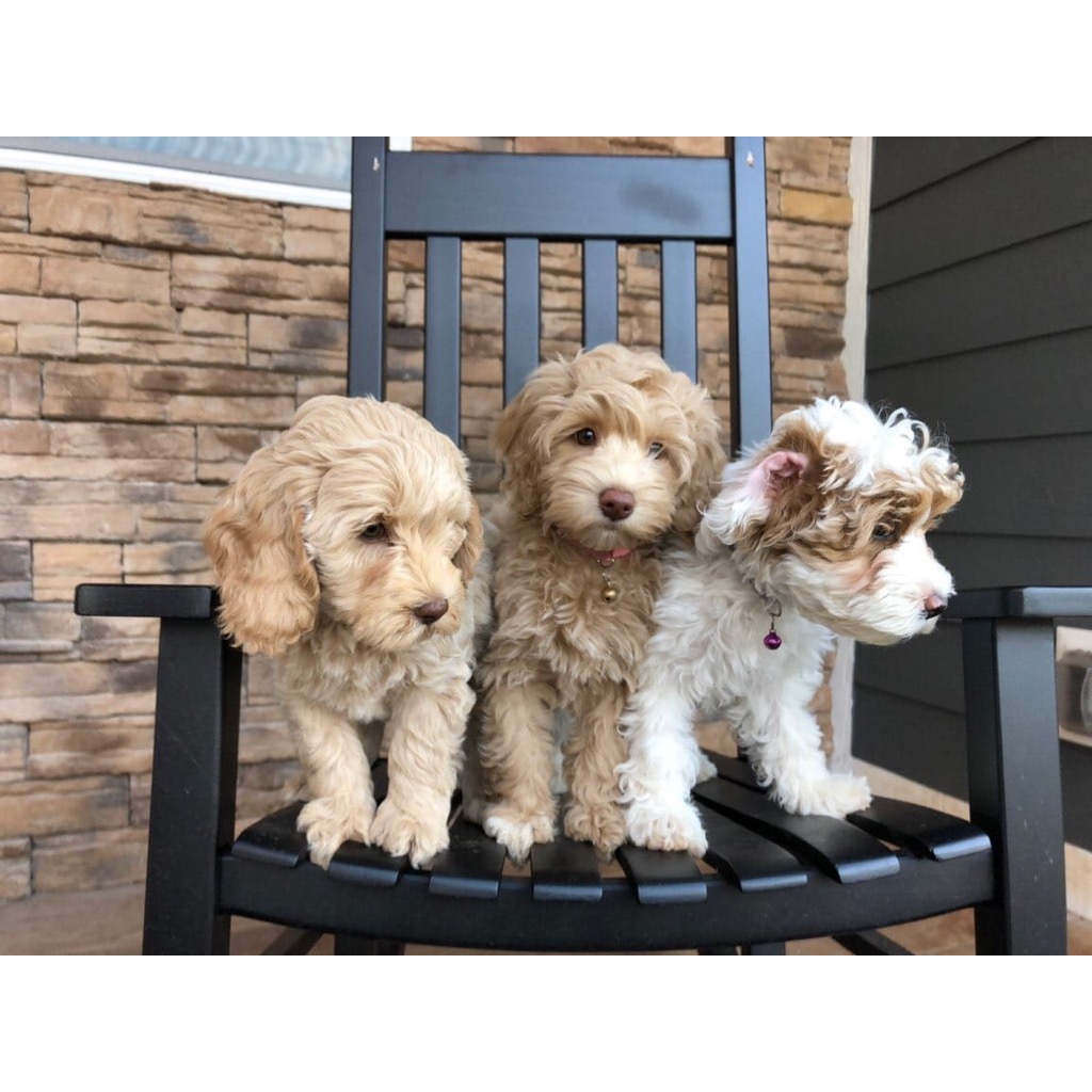 Lake Keowee Labradoodles