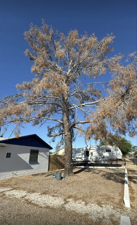 Cabo & Bros Tree Care Image