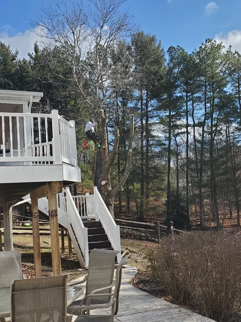 Haga Tree Services Logo