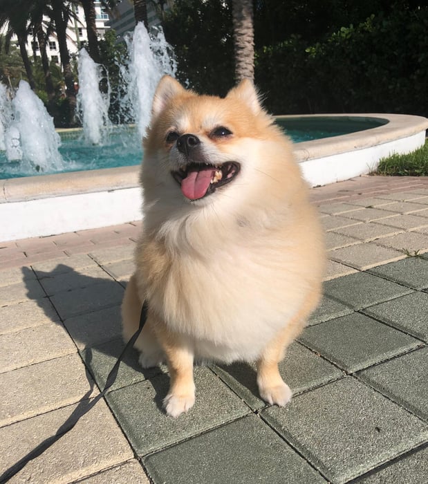 Images Pawfect Pals Miami