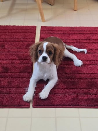Images Pine Acres Puppies