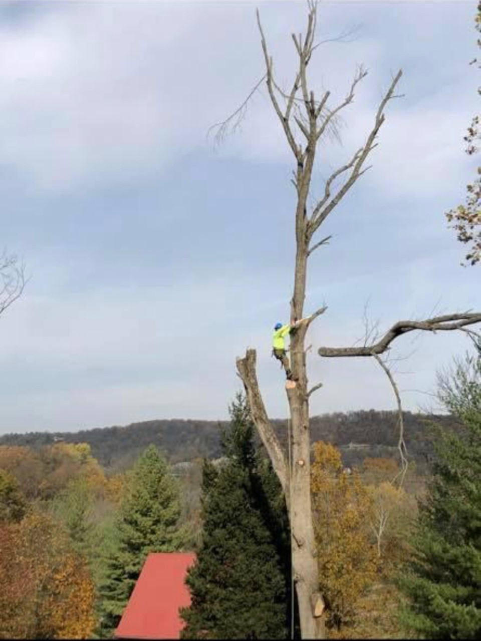 Tree Service, Tree Removal, Tree Trimming, Evansville IN