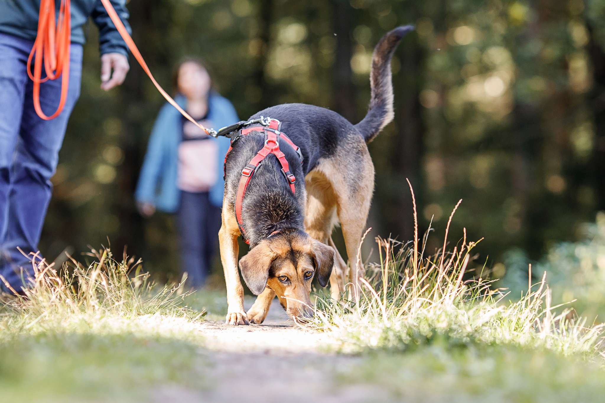 Hundeschule DogGeeks® TonCane: Online & Mobil, Voßbarg 23 in Seevetal