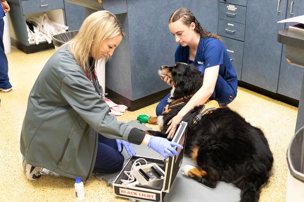 Images VCA Angel Animal Hospital