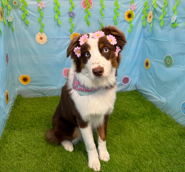 Images VCA Fleming Island Animal Hospital