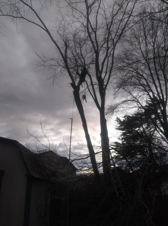 Images Ralphs Tree Service