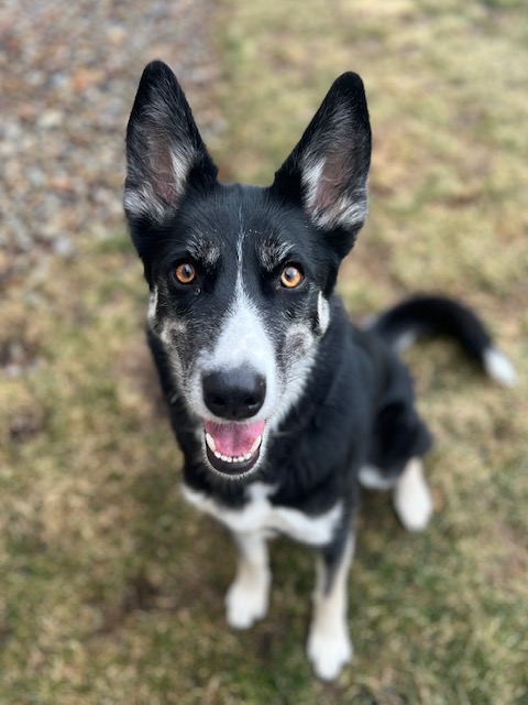 Images VCA Green Animal Hospital