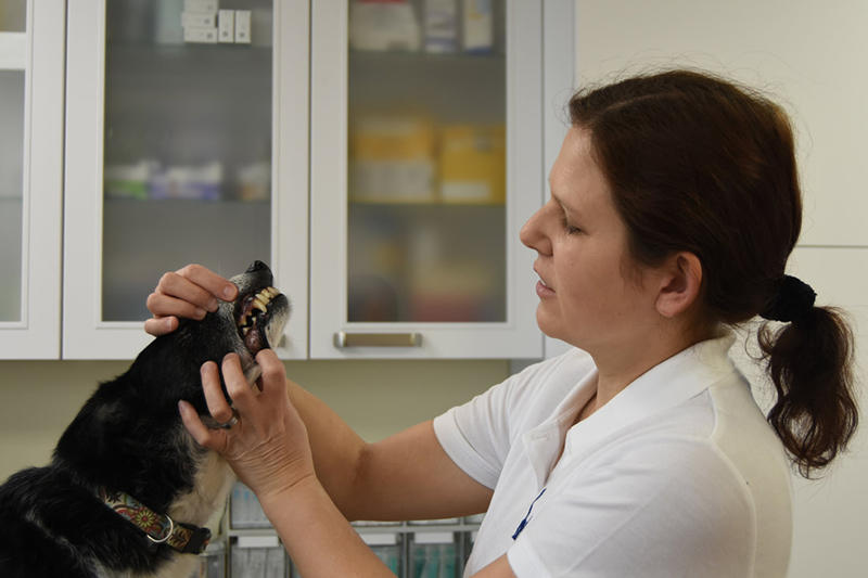Bilder Tierarztpraxis Diplomtierärztin Dr. Bettina Rumpler