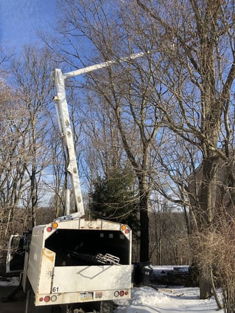 Images Adler Tree & Landscaping Service