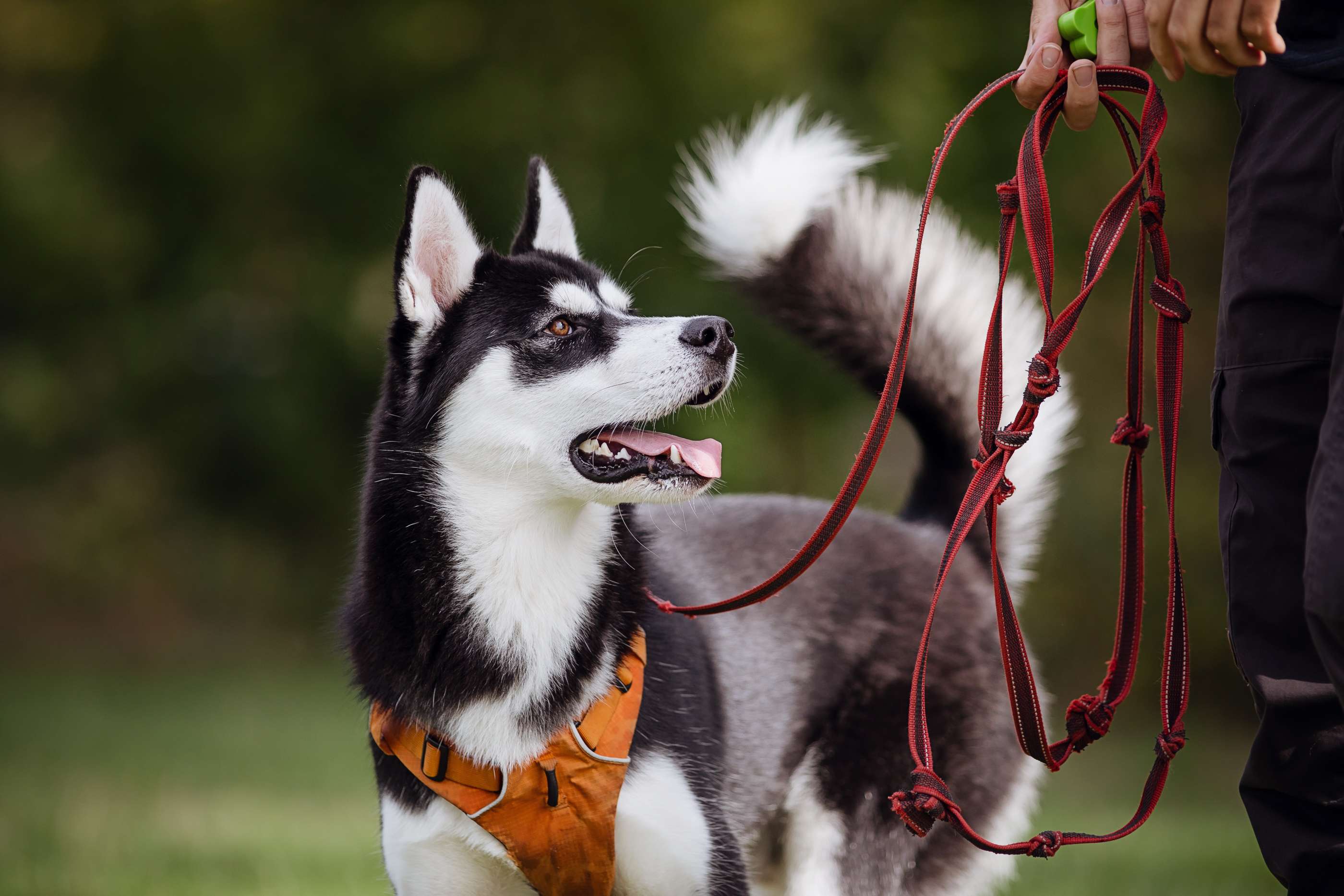Hundeschule DogGeeks® TonCane: Online & Mobil, Voßbarg 23 in Seevetal