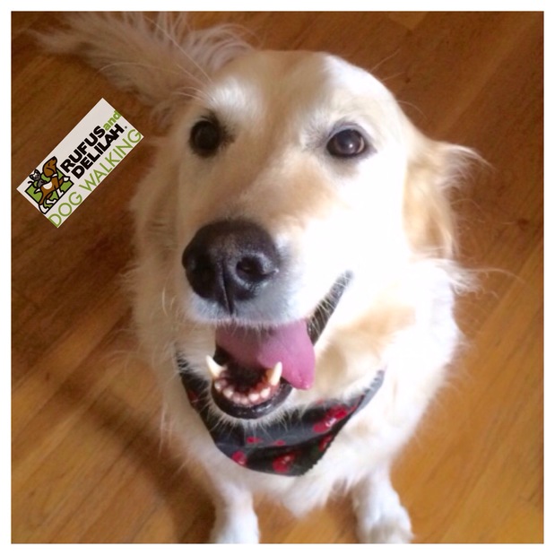 Images Rufus and Delilah Dog Walking & Pet Sitting