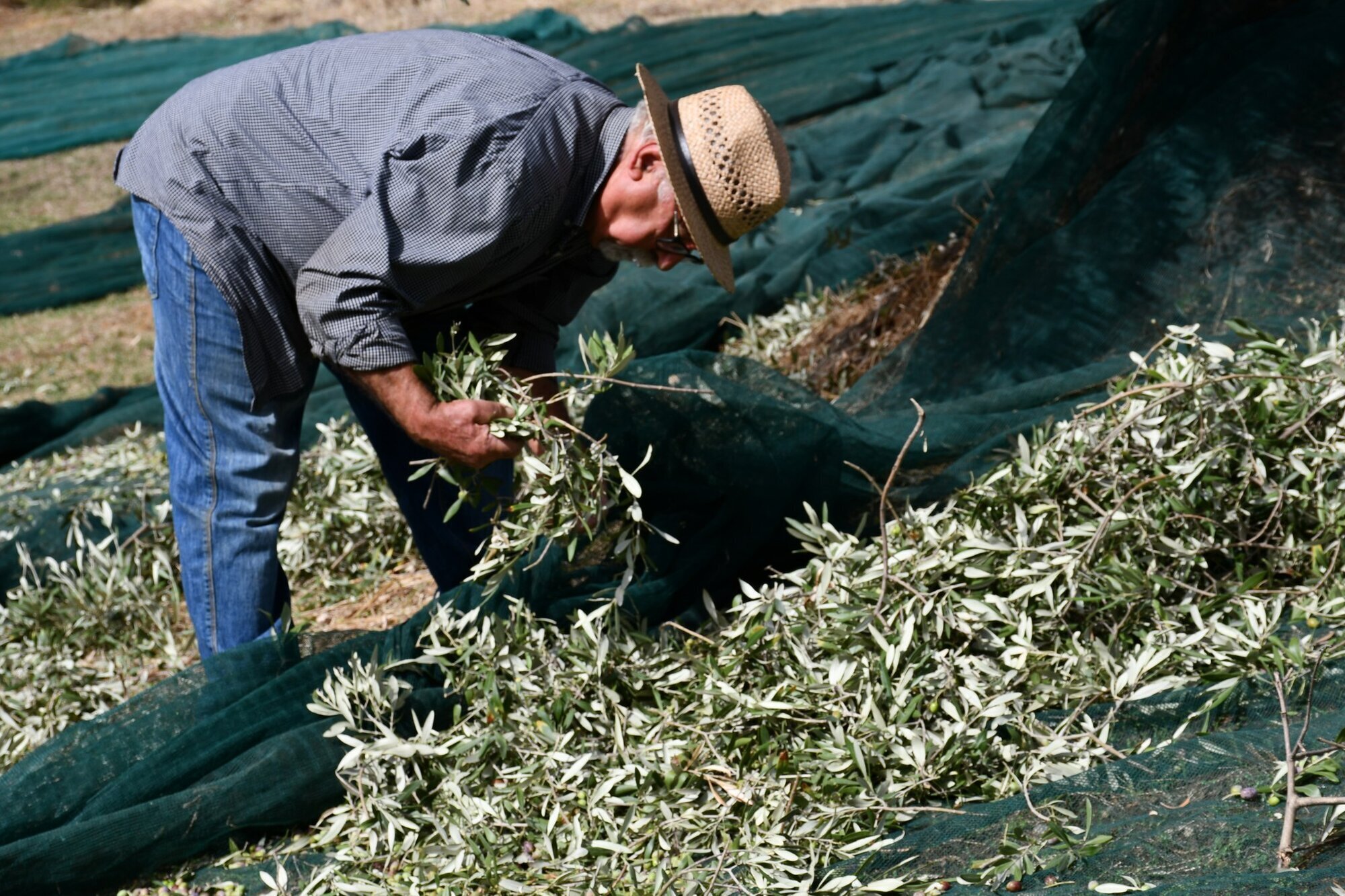 Images AZIENDA AGRICOLA MIRACCO ATANASIO FRANCO