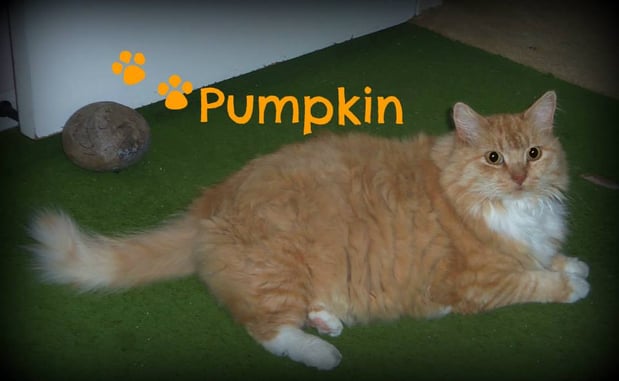 Images Whiskers 'N Paws In Home Pet Sitting