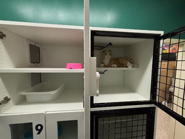 Images Paradise Pet Suites