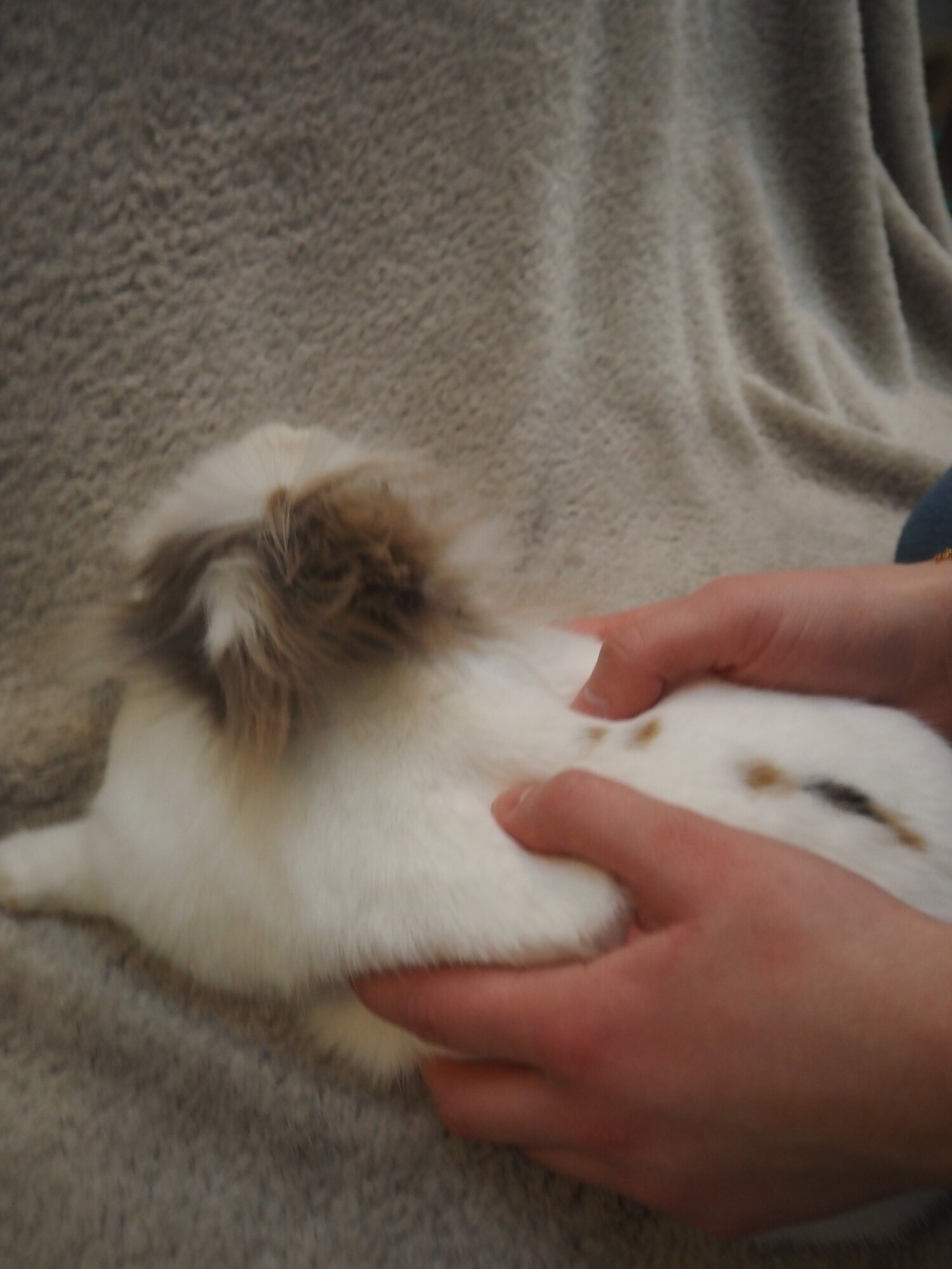 Tierphysio mit Franzi in Berlin