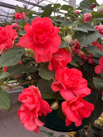Images Grant Line Garden Center & Nursery