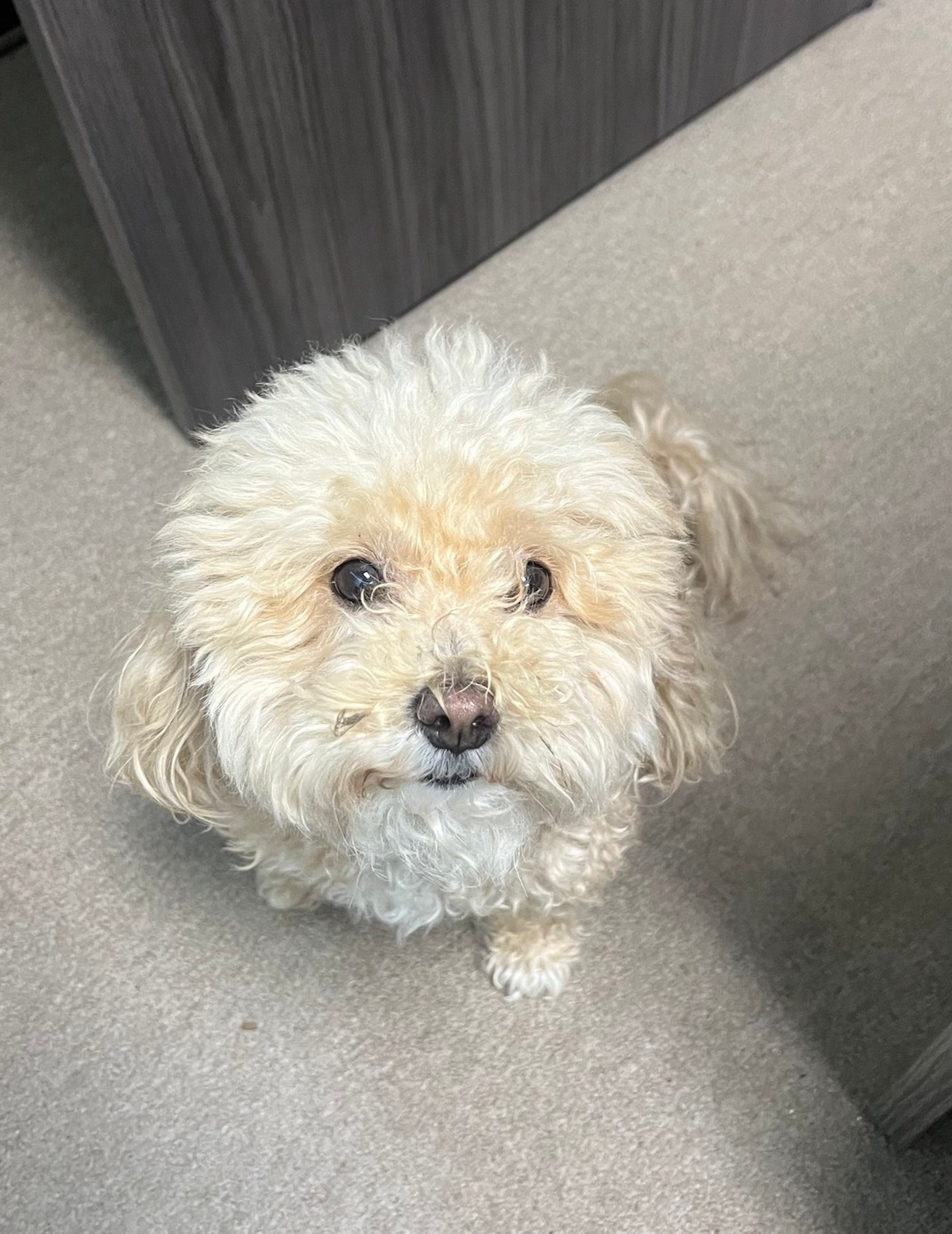Agent Brody is paid in ear scratches for his hard work and dedication. Come meet with today! 