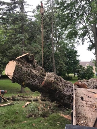 Images Vail Tree Service