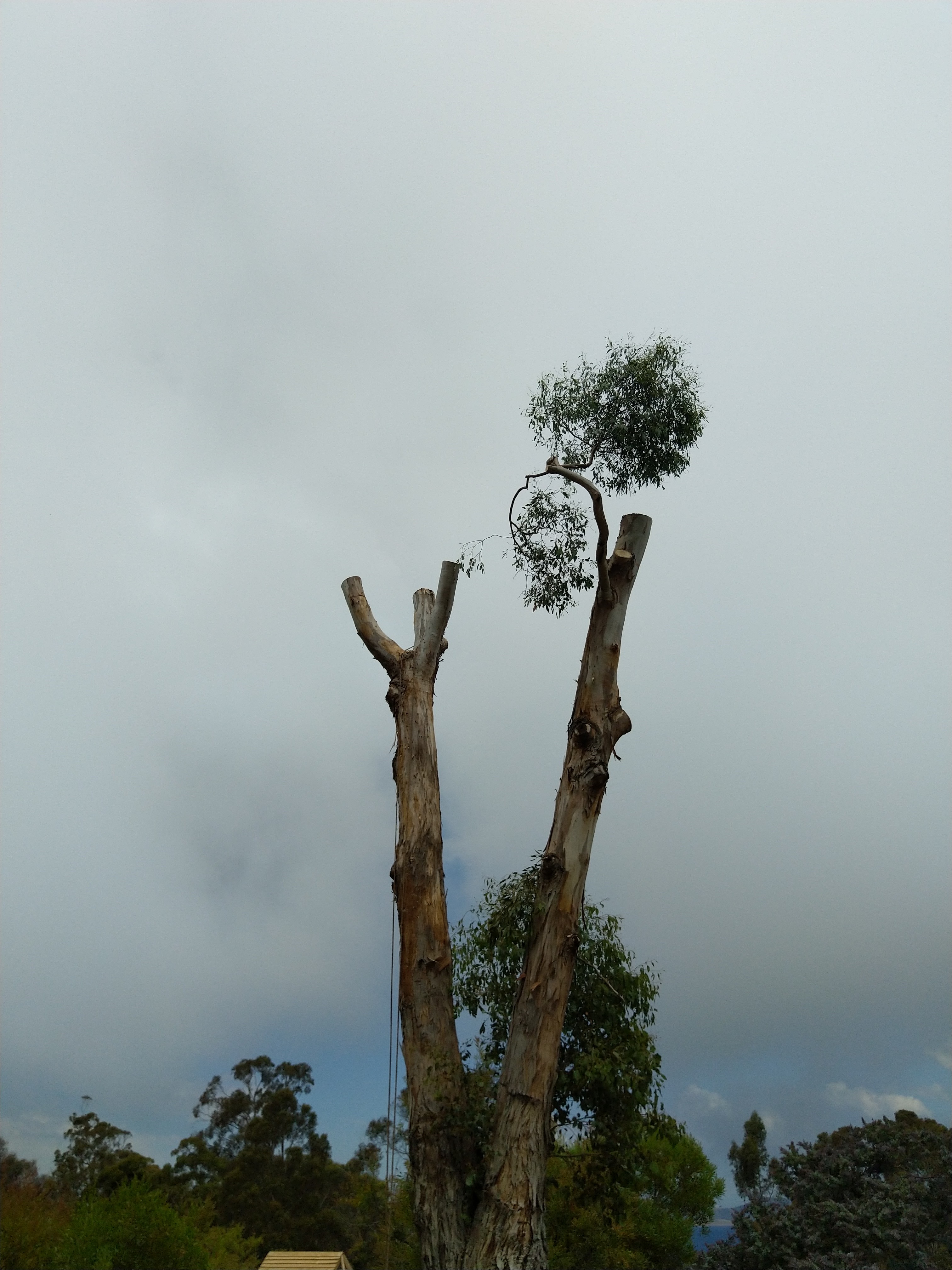 Images Tree Way Is The Right Way