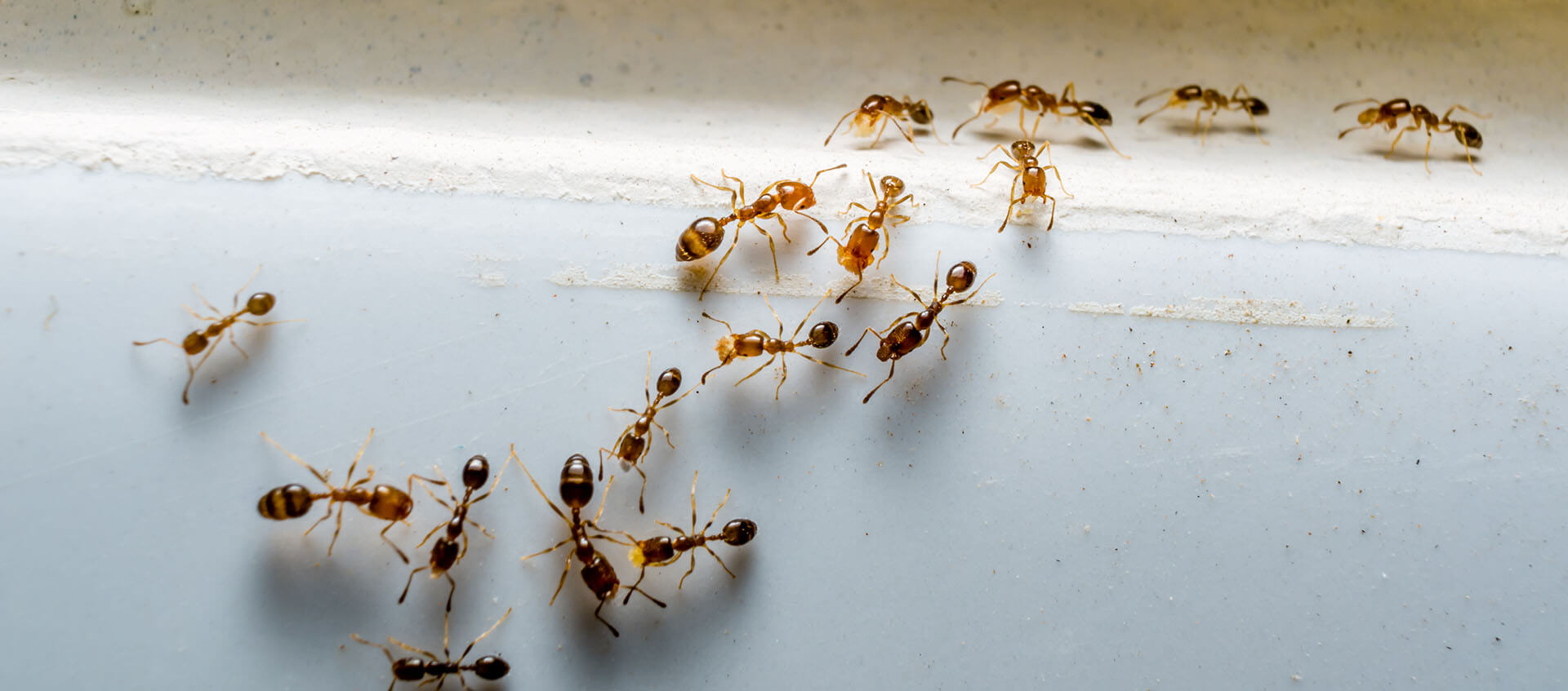 Image 2 | Bug Off Termite & Pest Control