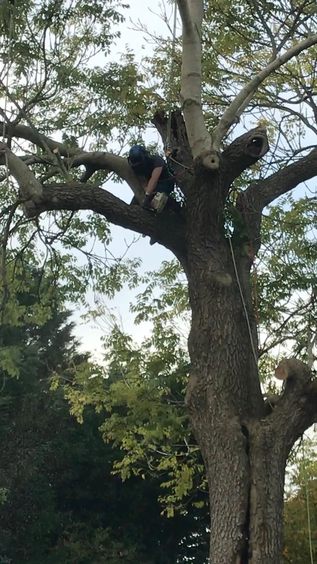 Images Wincanton Tree Care