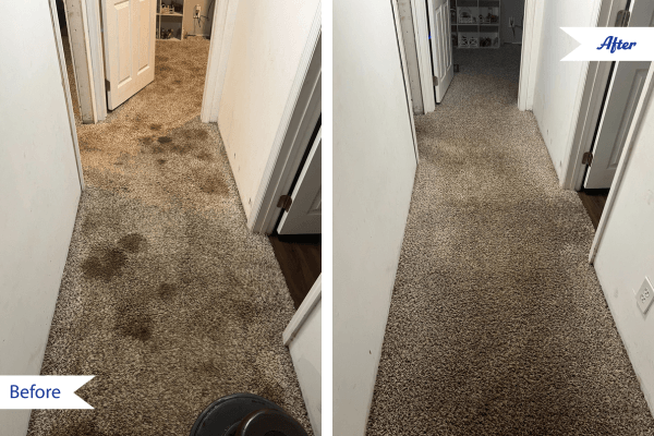before and after carpet cleaning all brite chem-dry 