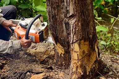 Images A Affordable Tree Service