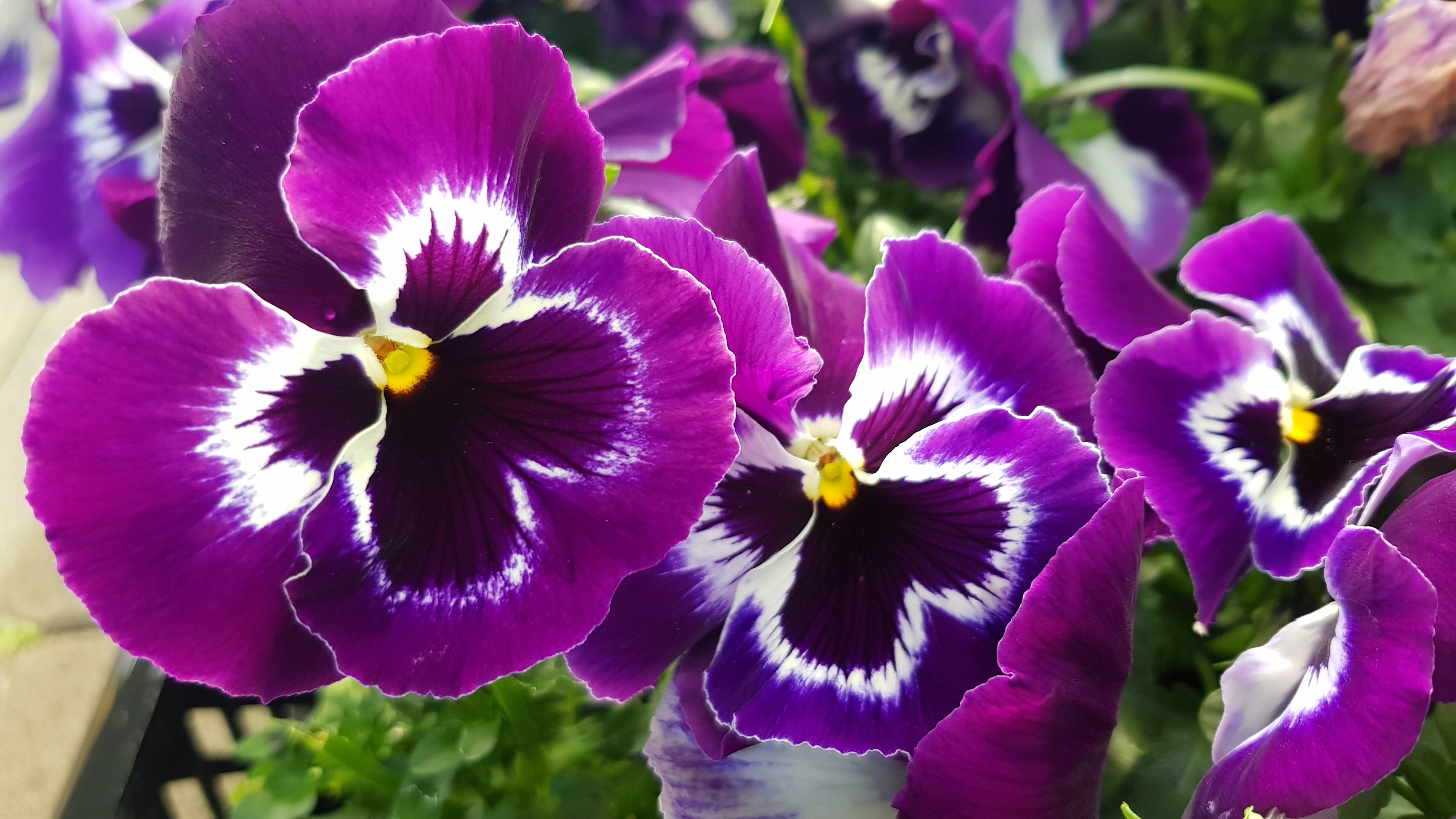 Bilder Jardinerie Fleuristerie Hämmerli SNC