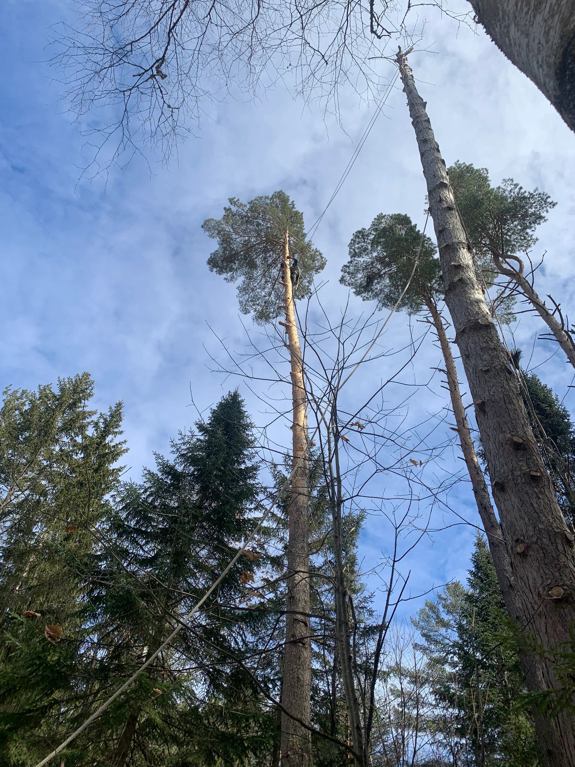 Images Élagage Frère d'Arbres