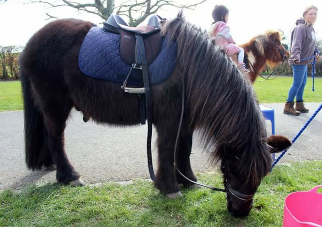 Images Humaryn Shetland Pony Rides