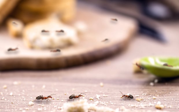 Images Aim Pest Solutions