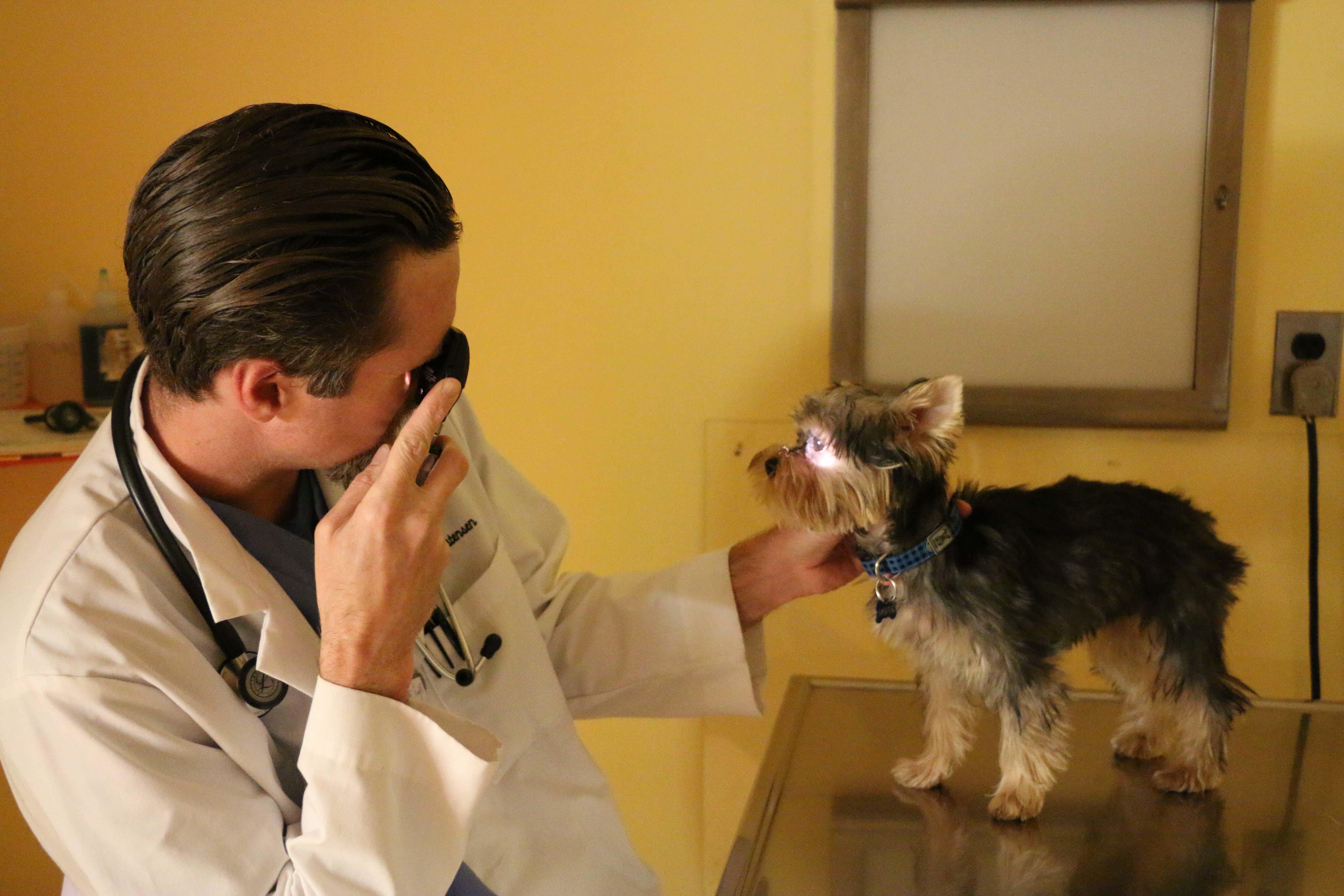 Using an otoscope, Dr. Christensen checks to make sure this dog’s eyes are clear, white, and bright.