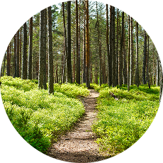 A path leading through a forest.