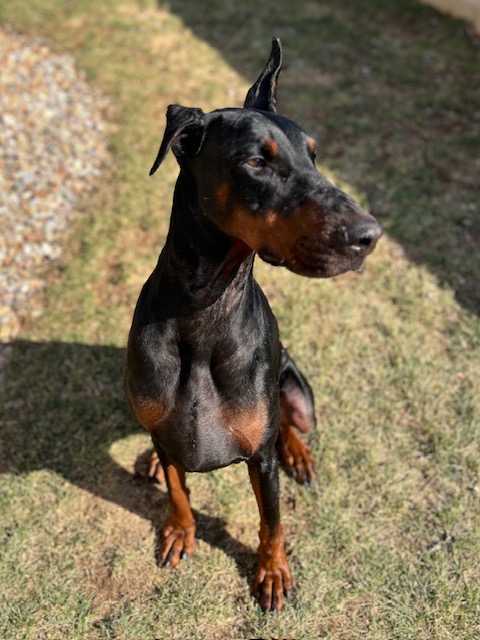 Images VCA Green Animal Hospital