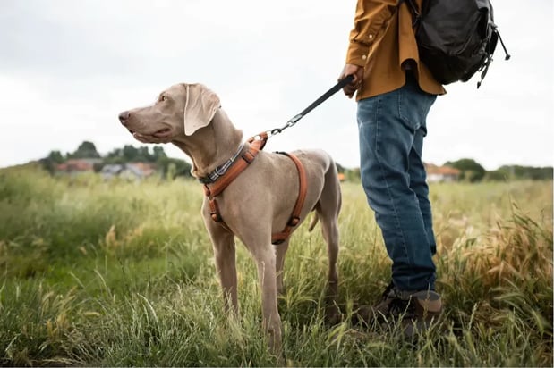 Images Spartan K9 LLC